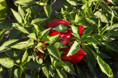 Bahçede yetişen olgun kırmızı çan biberleri. Çiftçilik, hasat