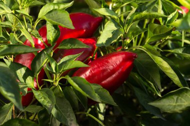 Bahçede yetişen olgun kırmızı çan biberleri. Çiftçilik, hasat