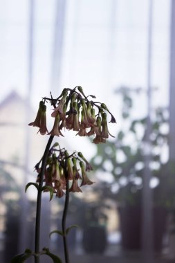 Tıbbi ev bitkisi pembe çiçek açar - Kalanchoe daigremontianum veya Bryophyllum daigremontianum