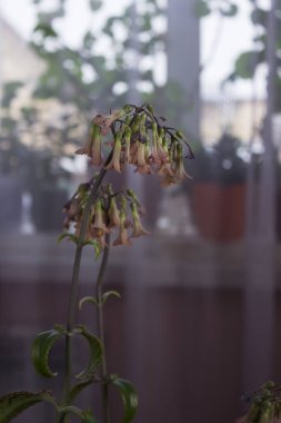 Tıbbi ev bitkisi pembe çiçek açar - Kalanchoe daigremontianum veya Bryophyllum daigremontianum