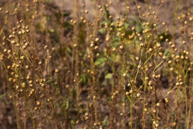 Olgun keten tohumları kutularda, tarlada hasat ediliyor. Tarım
