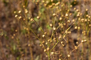 Olgun keten tohumları kutularda, tarlada hasat ediliyor. Tarım