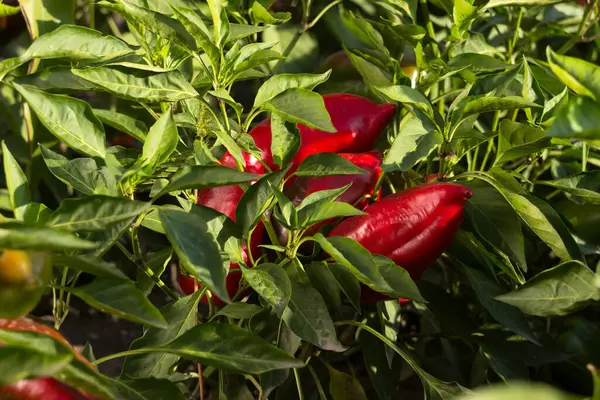 Bahçede yetişen olgun kırmızı çan biberleri. Çiftçilik, hasat