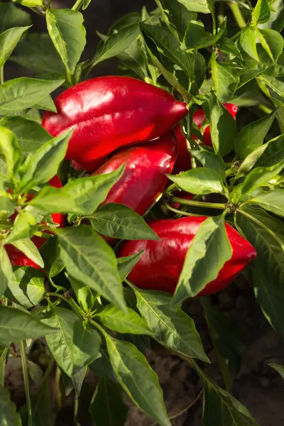 Bahçede yetişen olgun kırmızı çan biberleri. Çiftçilik, hasat