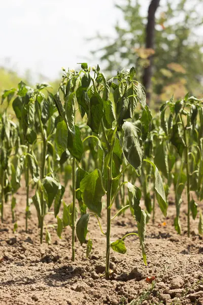 Dolmalık biber bitkisi yaz sıcağında soluyor. Tarım