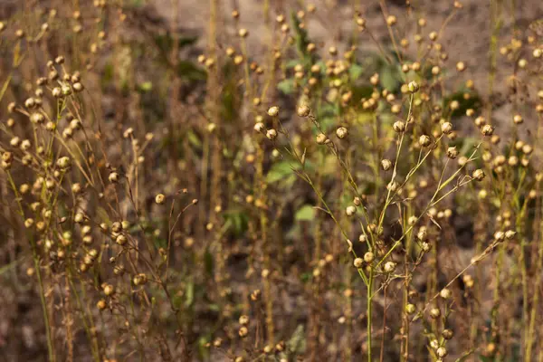 Olgun keten tohumları kutularda, tarlada hasat ediliyor. Tarım