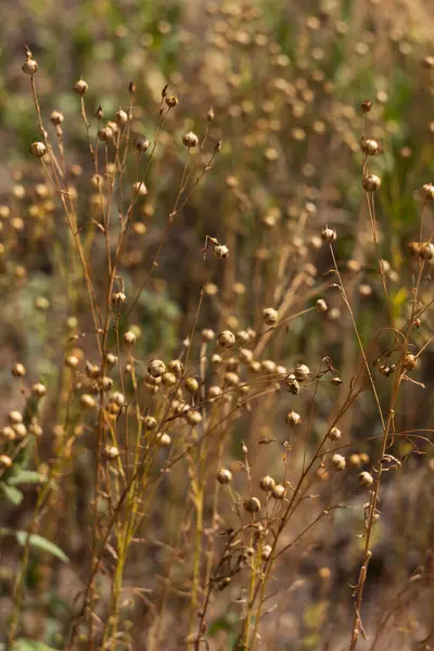 Bir tarlada olgunlaşmış keten tohumu hasat ediyorlar. Tarım
