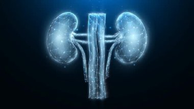 İnsan böbreği geleceksel poligonal hareket grafikleri. Tıbbi veya sağlık hareketi grafikleri videosu