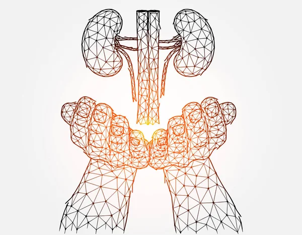 Πολυγωνική Διανυσματική Απεικόνιση Ενός Χεριού Ανθρώπινα Νεφρά Έννοια Δωρεάς Οργάνων — Διανυσματικό Αρχείο