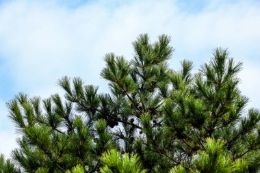 Mavi gökyüzü, bulutlar ve etrafında küçük sinekler olan çam ağacı arka planı.