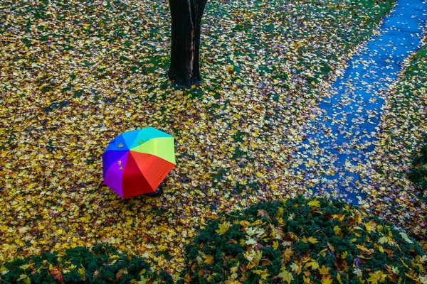 Unbrella Радужными Цветами Траве Покрытой Осенними Листьями — стоковое фото