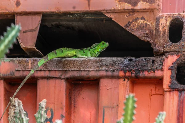 Yeşil Iguana Büyük Kırmızı Seyahat Konteynerlerinin Altında Saklanıyor — Stok fotoğraf