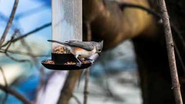 Kış aylarında kuş yemliğine takılmış Titmouse