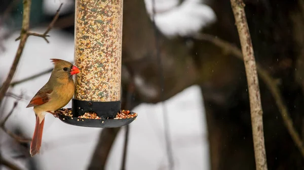 Northern Cardinal Female Bird Feeder Seeds — Photo