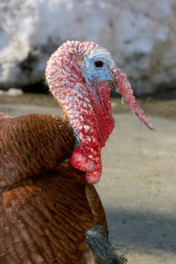 Turkey side view close up in vertical format with copy space