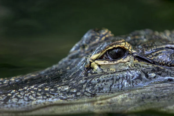 Alligator Oog Close Met Selectieve Focus — Stockfoto