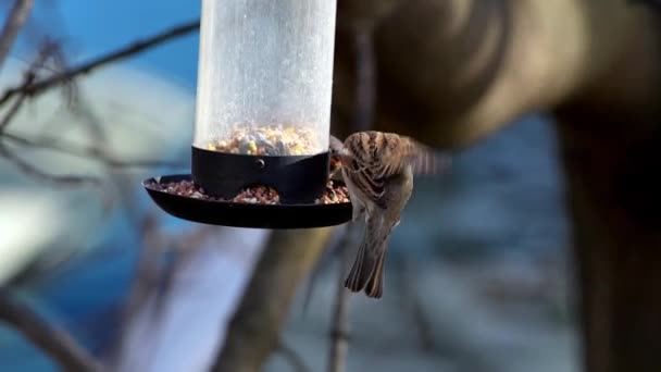 Dois Pardais Alimentador Pássaros Câmera Lenta — Vídeo de Stock