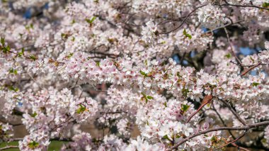 İlkbaharda çiçek açan ağaçların arkaplanı