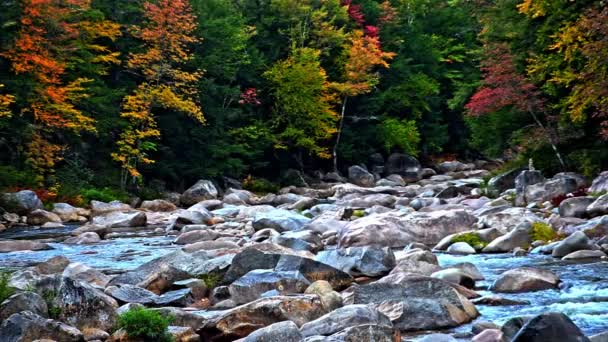 Φθινοπωρινά Χρώματα Πέτρες Στο Swift River Στο New Hampshire — Αρχείο Βίντεο