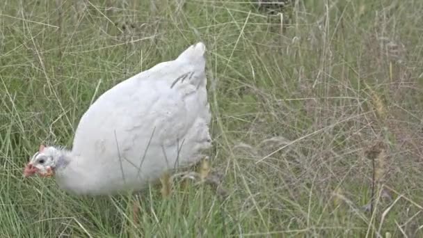 Gine Fowl Sonbahar Renkli Çimenlerde — Stok video