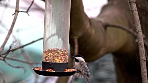 Black Capped Chickadee Coming Bird Feeder Seeds Slow Motion — Stock Video