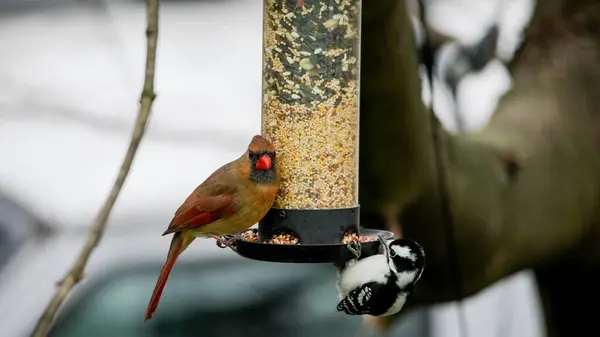Northern Cardinal female and woodpecker on bird feeder