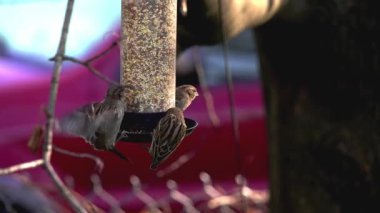 Kuş yemliğinde tohum yiyen serçeler.