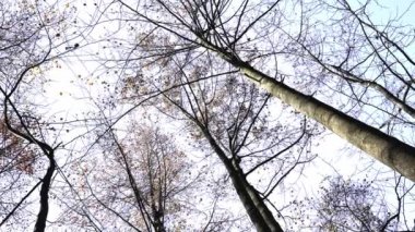 Durgun bir ormanda, yüksek ağaçların ve sonbahar yapraklarının sessiz güzelliğini keşfediyorum.