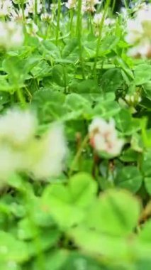 Yonca yapraklarının üzerindeki sabah çiğ taneleri yemyeşil bahçeye yakın.