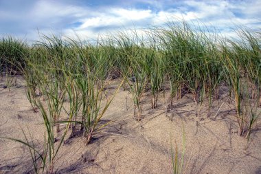 Canlı yeşil çimenler, yumuşak kum tepeleriyle çevrili kumlu toprakta dimdik ayakta duruyor.