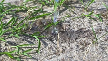 Su, kumlu toprağa sızar, güneşli bir öğleden sonra yakınlardaki yeşil çimenleri yavaş çekimde besler.