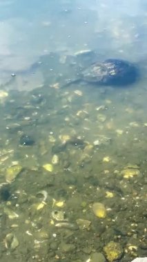 Bir at nalı yengecinin kayaların ve çeşitli kabukların etrafında kayarak süzülüşüne tanık olun. Su çevresi büyüleyici bir ekosistem ortaya çıkarıyor..