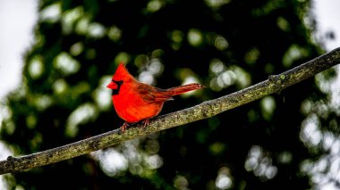 Kızıl Kuzeyli kardinal arka plandan izole edilmiş ağaç dalında oturuyor.