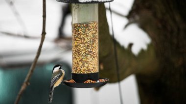 Meme faresi tohumlu kuş yemliğinin üzerinde oturuyor