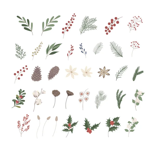 Set Met Wintergroene Planten Bessen Vector Illustratie — Stockvector