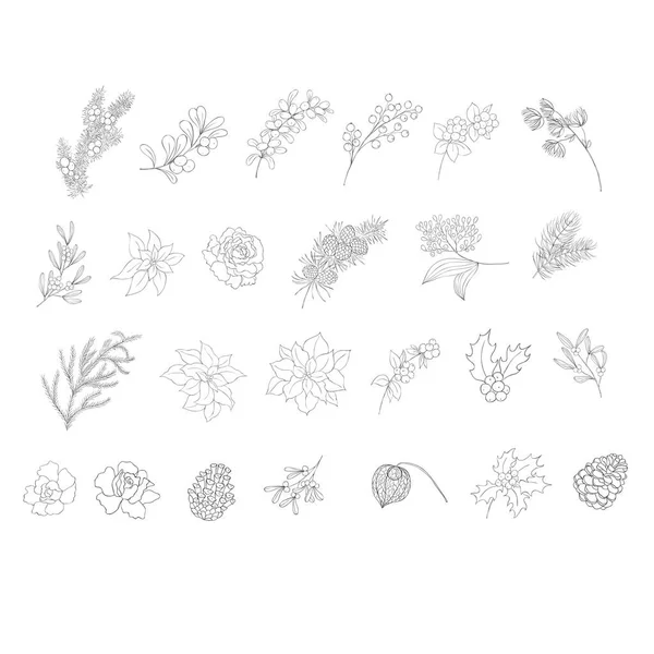 Ramos Plantas Desenhados Mão Plantas Inverno Definidas Vetor — Vetor de Stock