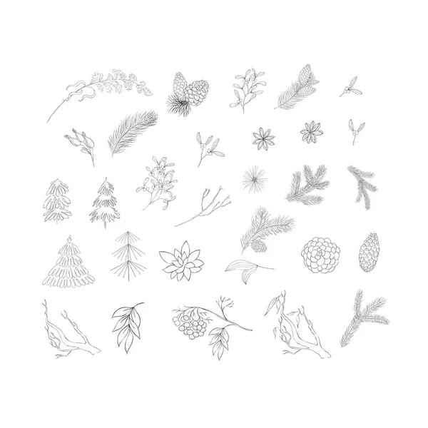 Branches Végétales Dessinées Main Ensemble Plantes Hiver Vecteur — Image vectorielle