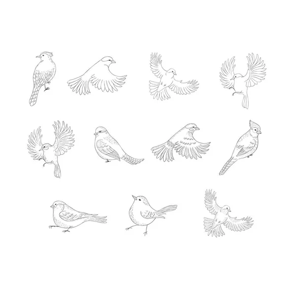 Set Aves Sobre Fondo Blanco Ilustración Vectorial — Vector de stock
