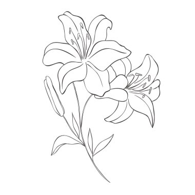 Çizgi Sanat Zambağı. Doğum Ayı Çiçeği. Vektör Logosu.