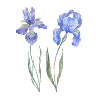 Beyaz arka planda suluboya Iris. Doğum Ayı Çiçeği.