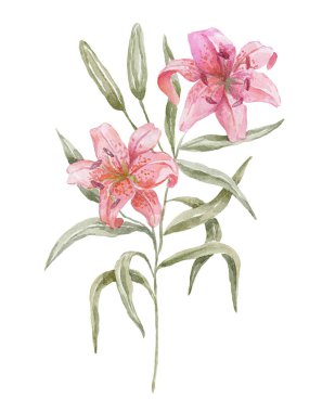 Beyaz arka planda suluboya Lily. Doğum Ayı Çiçeği.