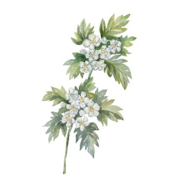 Beyaz arka planda suluboya Hawthorn. Doğum Ayı Çiçeği.