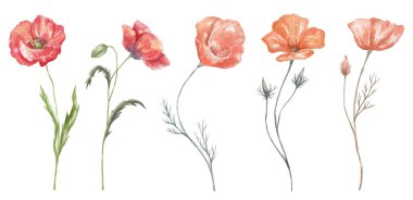 Beyaz arka planda suluboya Poppy. Doğum Ayı Çiçeği.