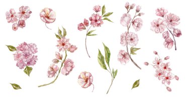 Suluboya Kiraz, Beyaz Arkaplanda Sakura Çiçeği Elementleri.