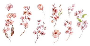 Suluboya Kiraz, Beyaz Arkaplanda Sakura Çiçeği Elementleri.