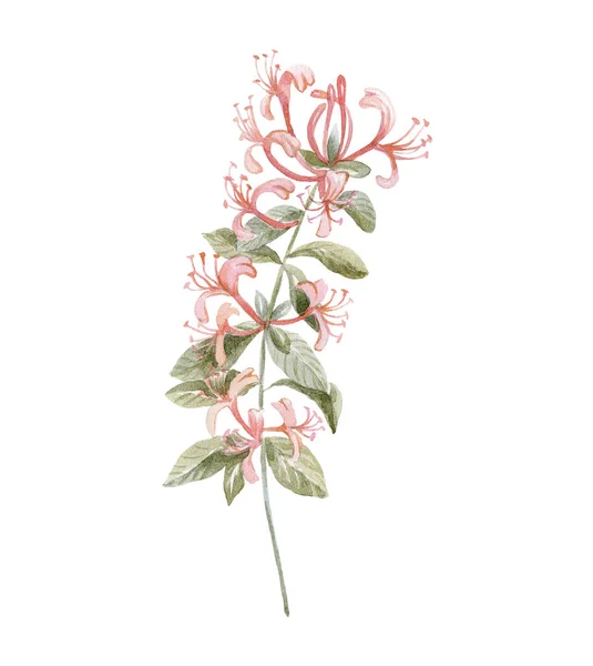 Akvarel Honeysuckle Bílém Pozadí Květ Měsíce Narození — Stock fotografie