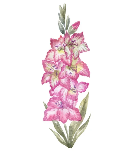 Aquarel Gladiolus Witte Achtergrond Geboortemaanden Bloem — Stockfoto