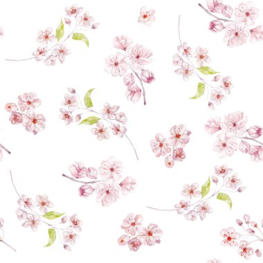 Sakura ile suluboya desensiz, beyaz arka planda kiraz çiçekleri.