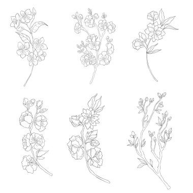 El çizimi kiraz dalları. Sakura Çiçek Elementleri. Vektör.