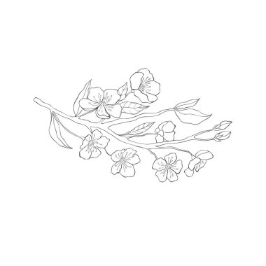 El çizimi kiraz dalları. Sakura Çiçek Elementleri. Vektör.